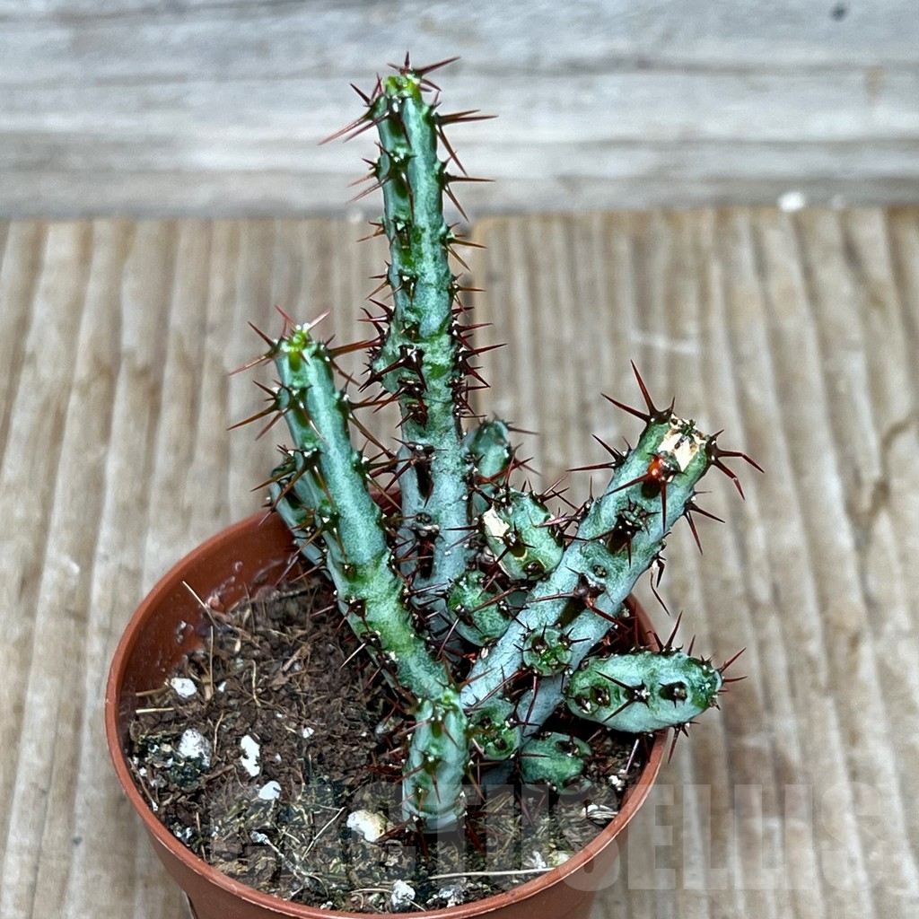 SHPR15525 Euphorbia aeruginosa - Obrázek 2