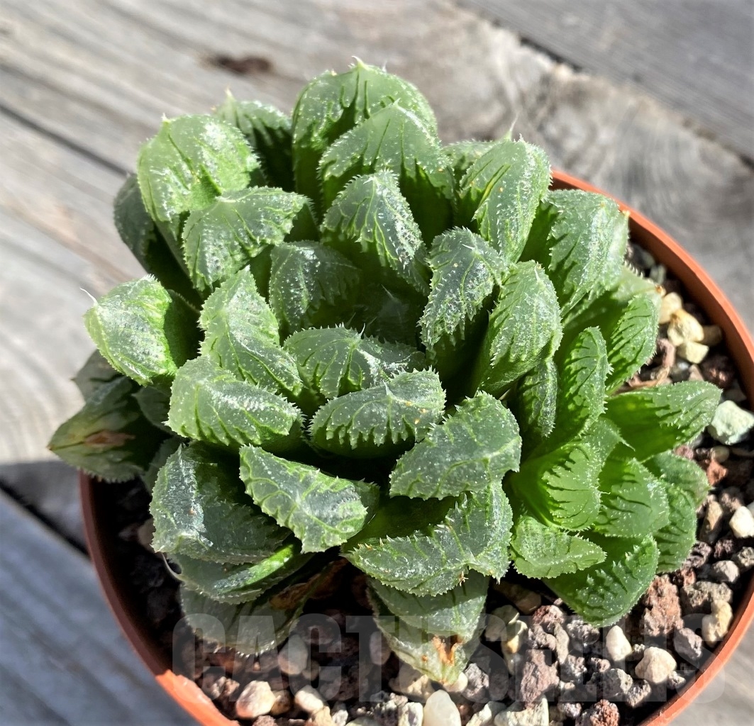 SHPR15483 Haworthia SY 10.1 x truncata x 'Black Major' - Image 2