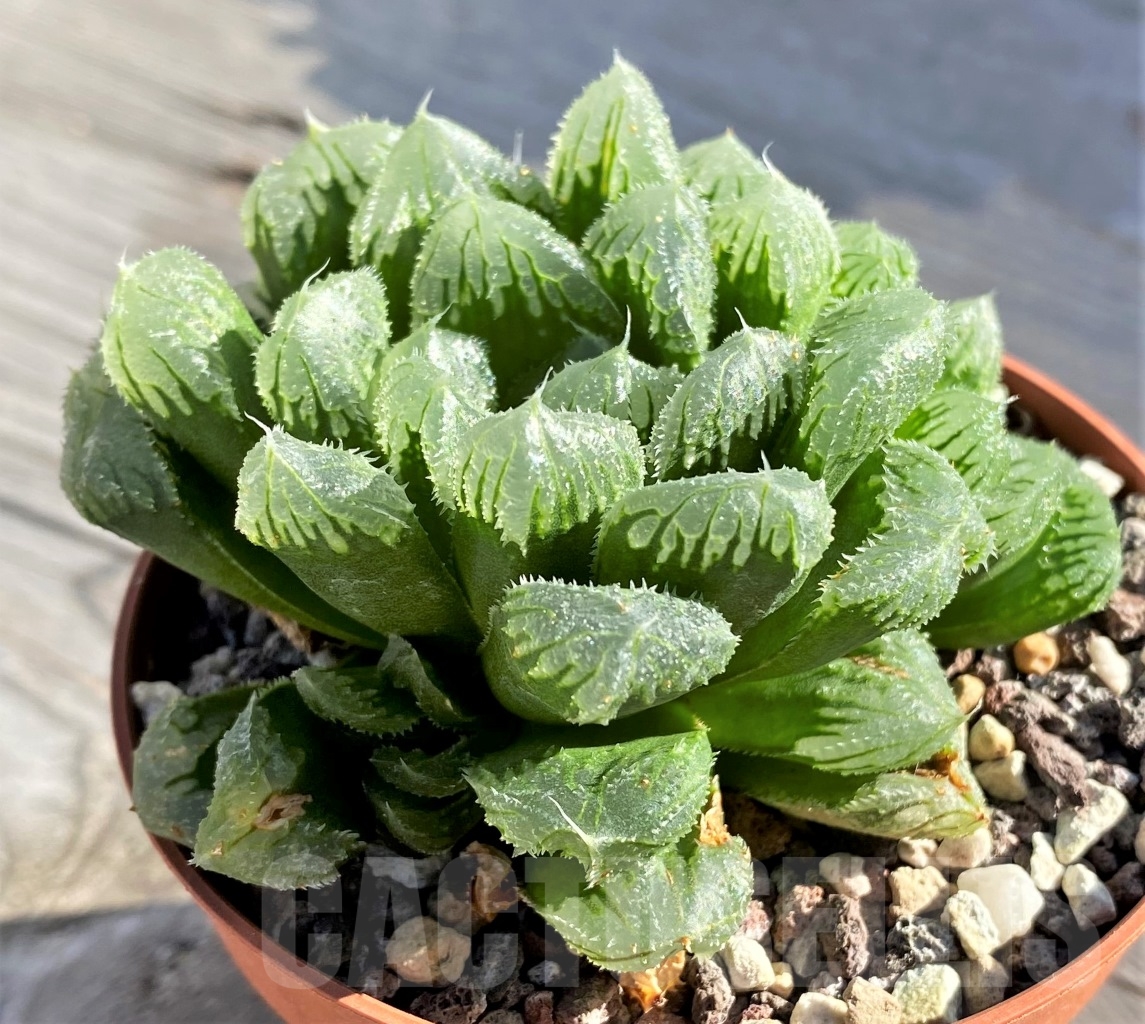 SHPR15483 Haworthia SY 10.1 x truncata x 'Black Major'