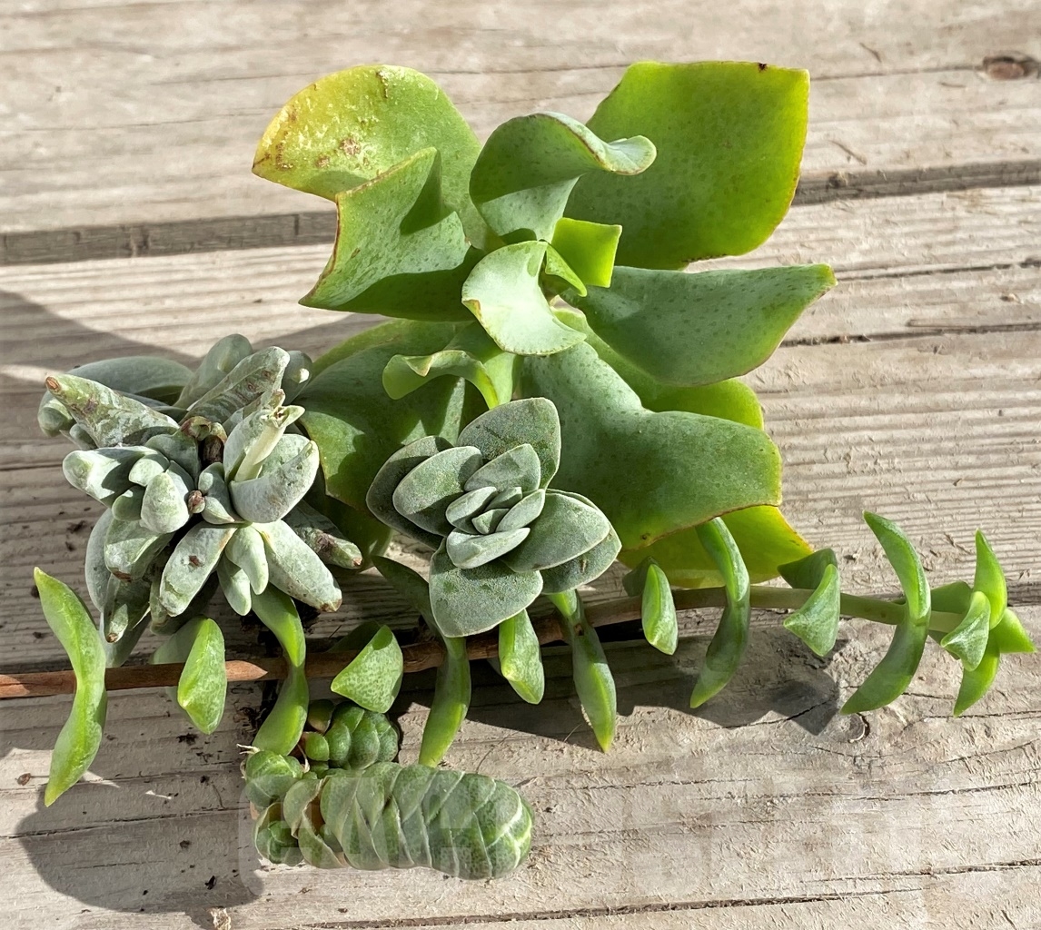 SHPR15486 Crassula mix 5 plants, сut, without roots