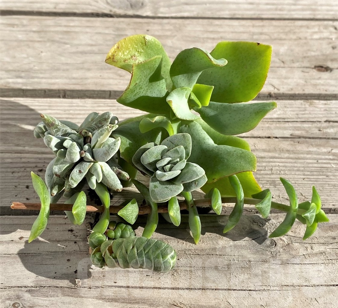 SHPR15486 Crassula mix 5 plants, сut, without roots - Image 2