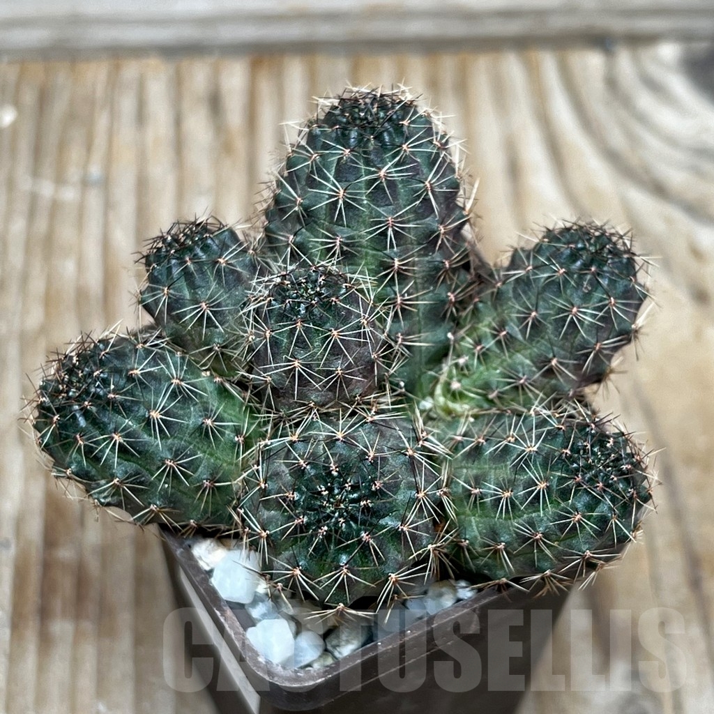 SHPR15542 Rebutia haefneriana WR 632 - Image 2