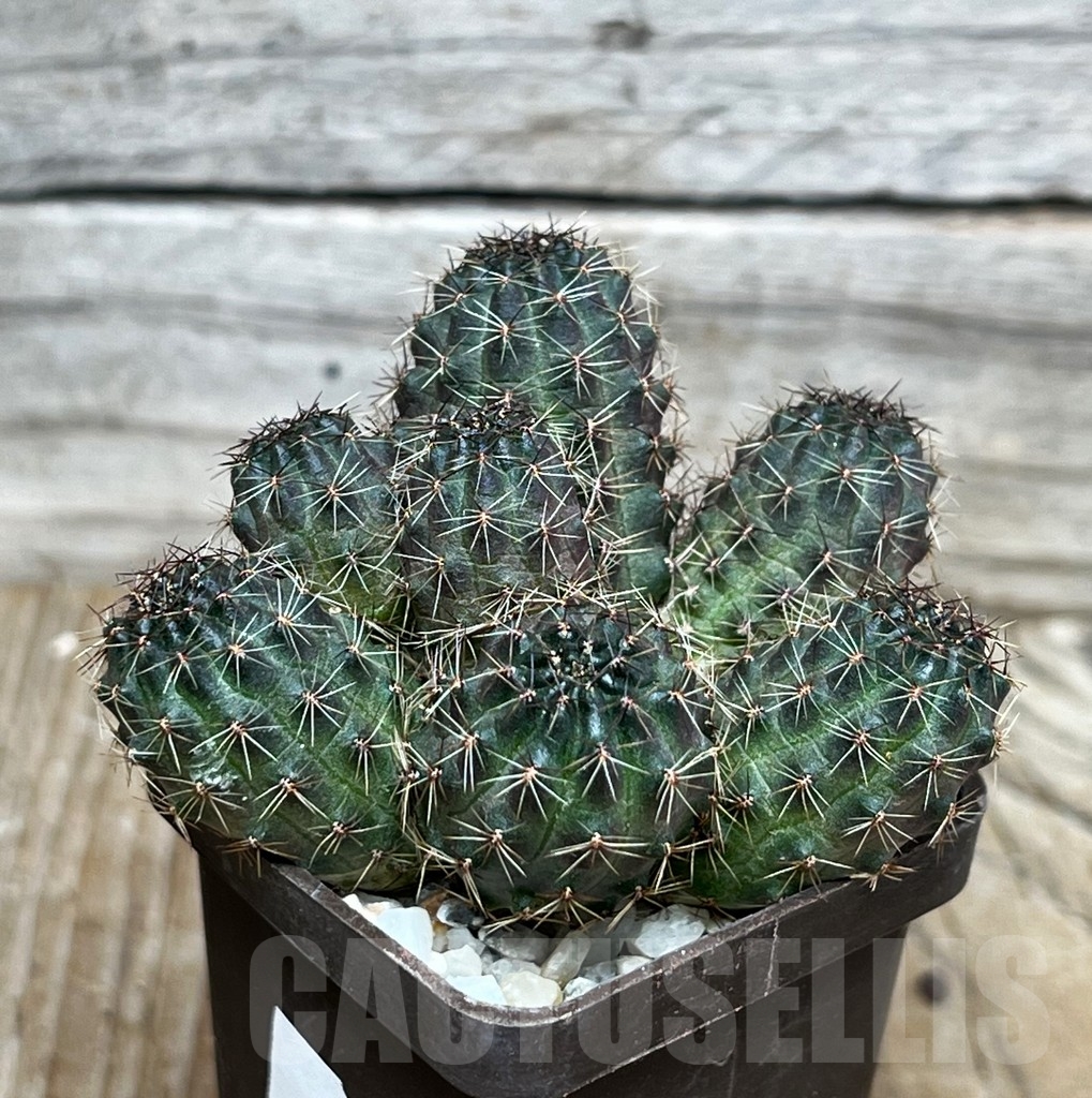 SHPR15542 Rebutia haefneriana WR 632