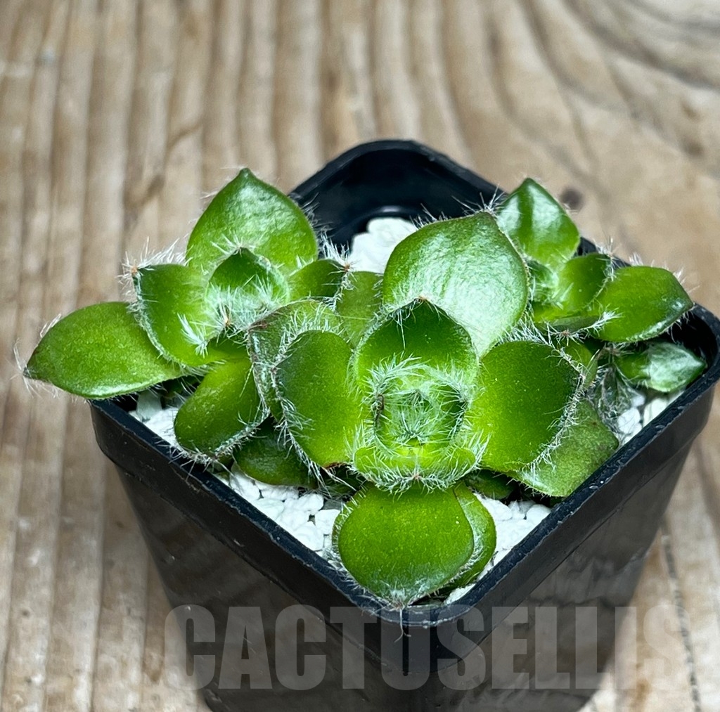 SHPR15546 Crassula barbata