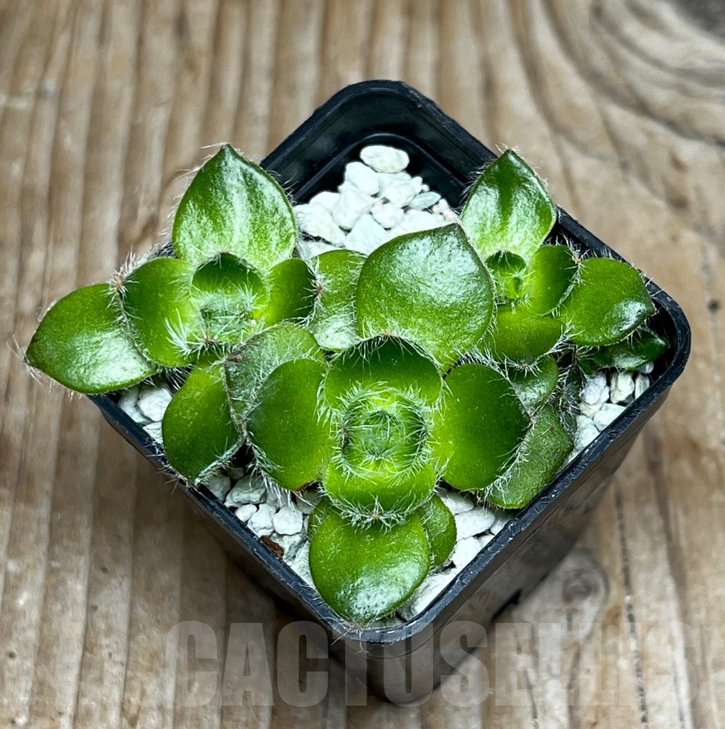 SHPR15546 Crassula barbata - 画像 (2)