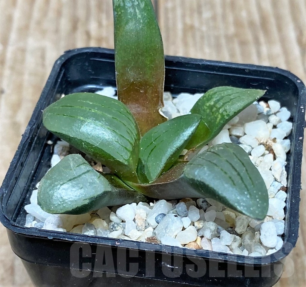 SHPR15577 Haworthia comptoniana x springbokvlakensis