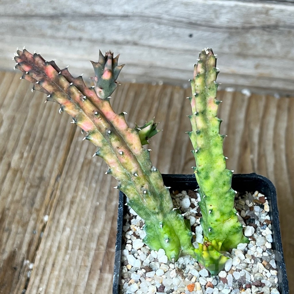 SHPR15556 Huernia zebrina f. variegata – Bild 2