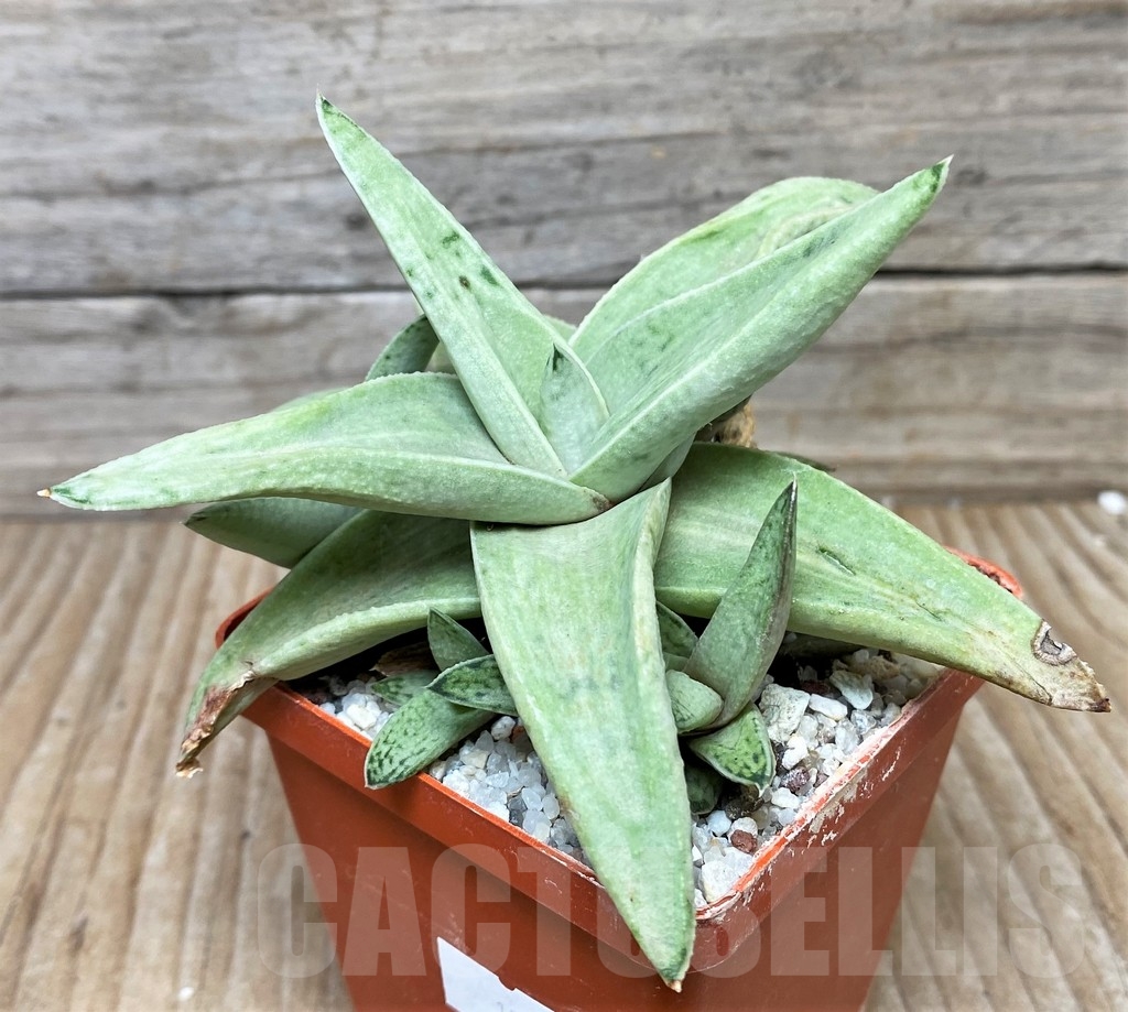 SHP15586 Gasteria Sushak's white