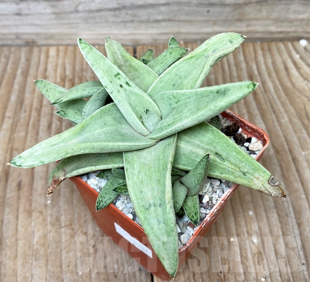 SHP15586 Gasteria Sushak's white - Image 2