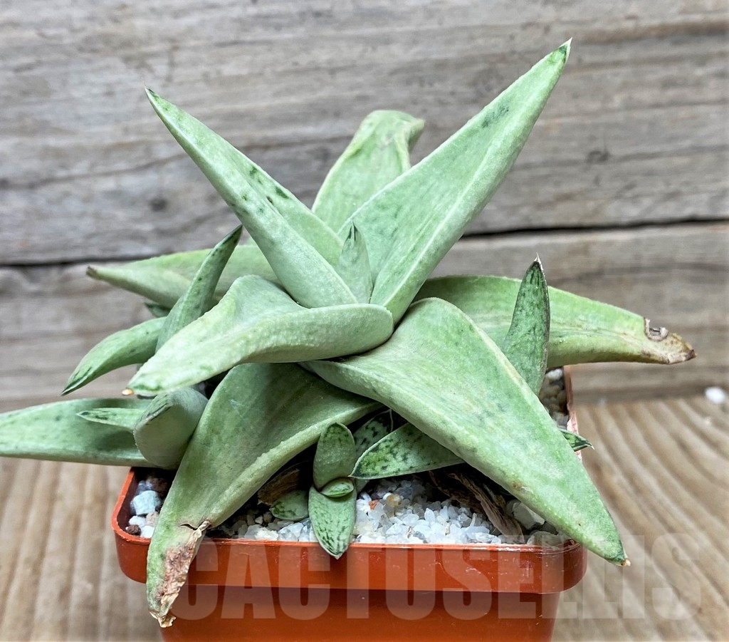 SHP15586 Gasteria Sushak's white - Image 3