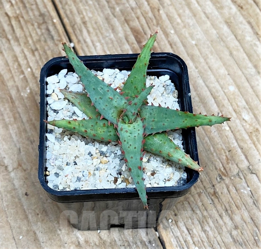 SHP15589 Aloe castilloniae hybrid - Imagen 2