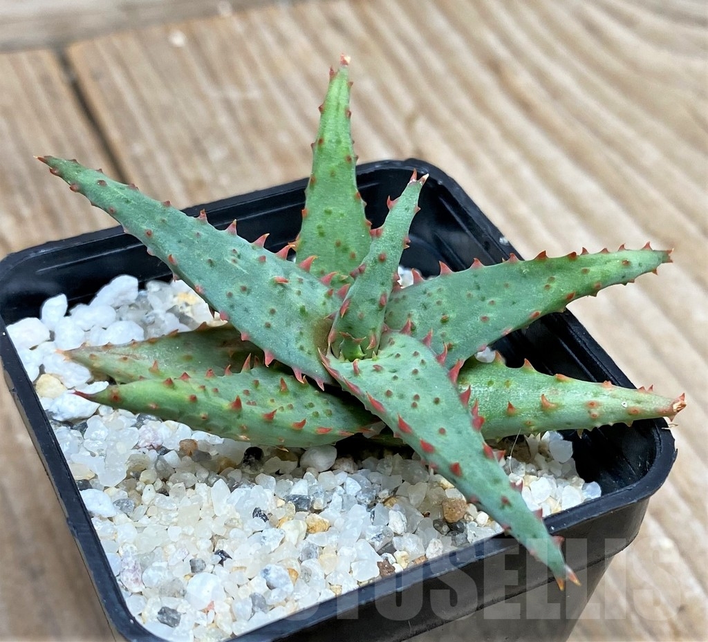 SHP15589 Aloe castilloniae hybrid
