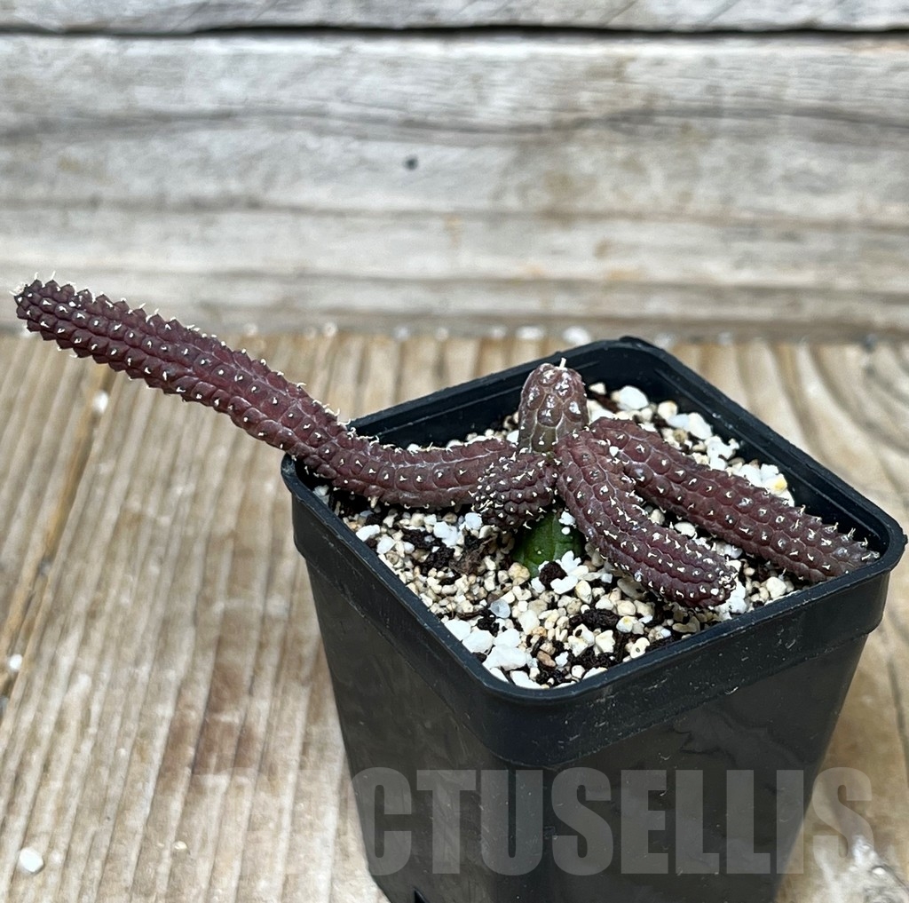 SHPR15565 Echidnopsis ericiflora - immagine 2