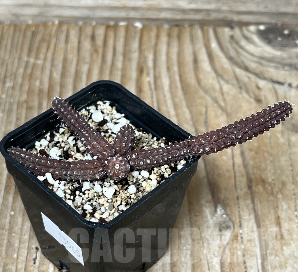 SHPR15565 Echidnopsis ericiflora