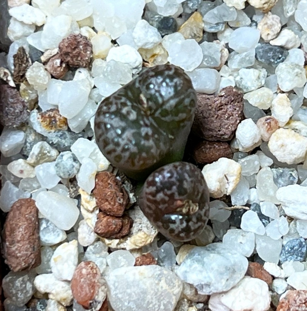SHP15658 Conophytum pellucidum v. neohallii - immagine 2