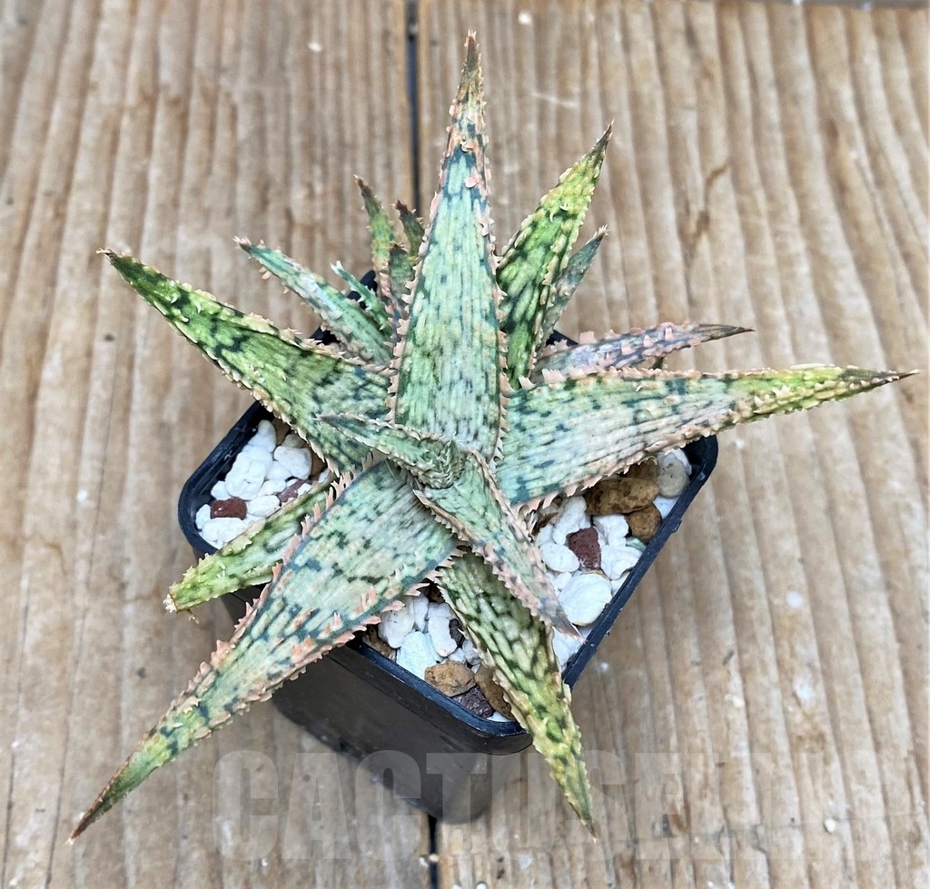 SHP15597 Aloe hybrid - Image 2