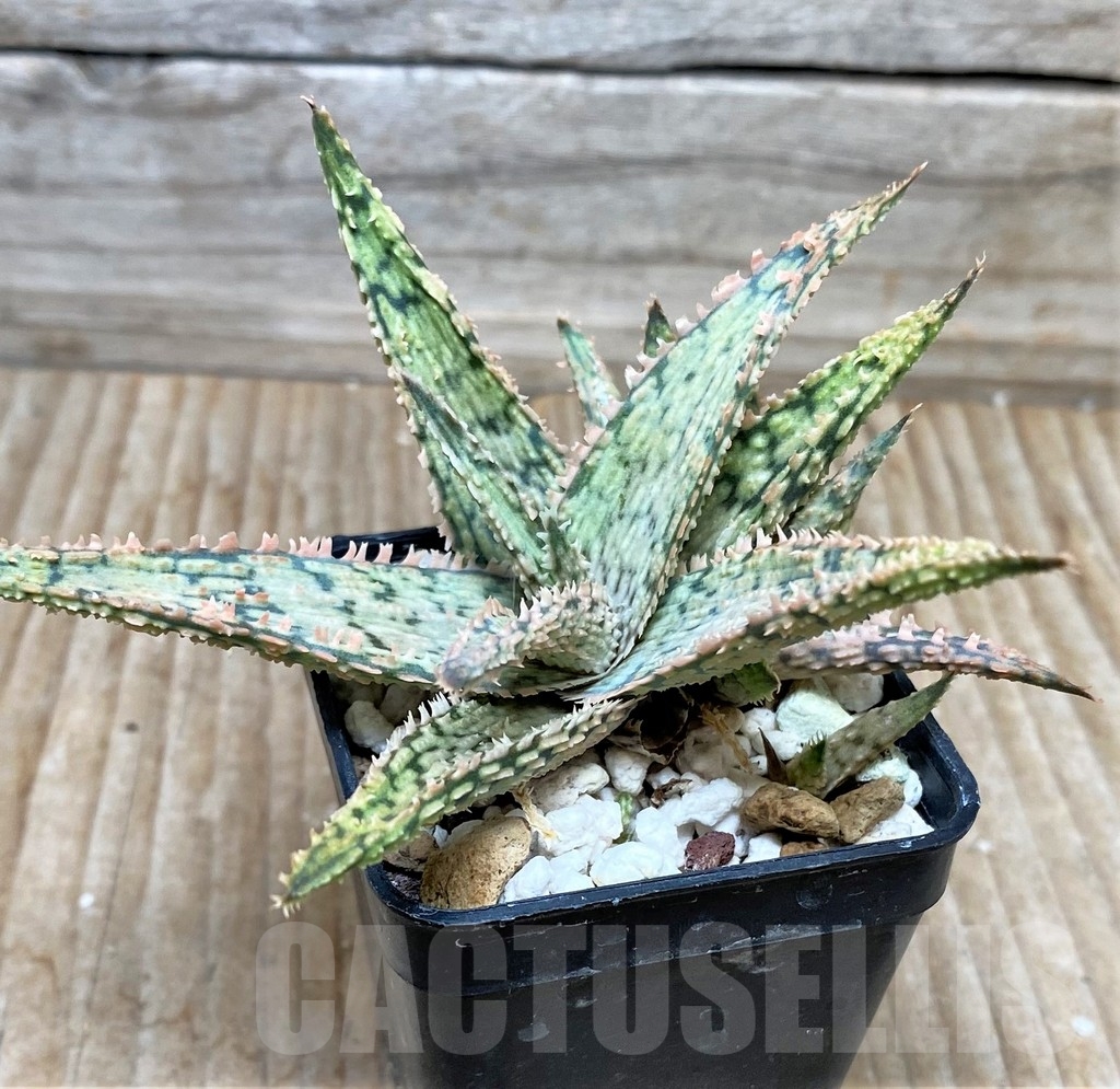SHP15597 Aloe hybrid