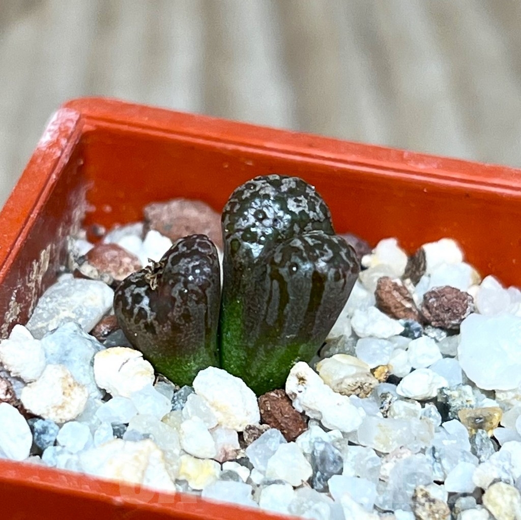 SHP15658 Conophytum pellucidum v. neohallii