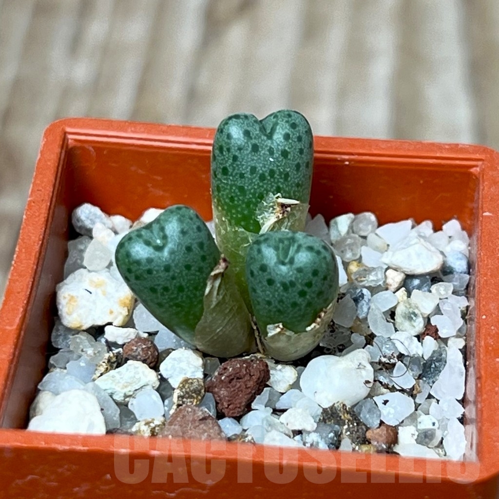 SHP15662 Conophytum marginatum -Koenigsberg-