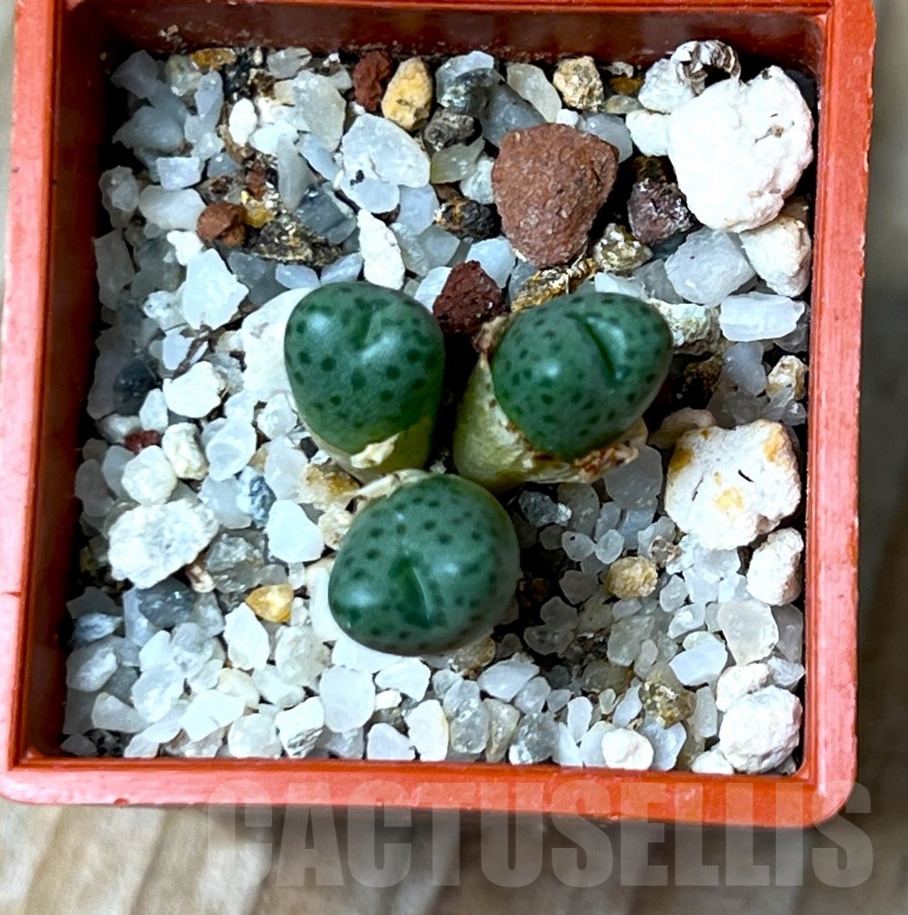 SHP15662 Conophytum marginatum -Koenigsberg- - Image 2