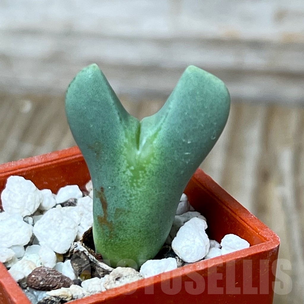 SHP15664 Conophytum bilobum f. pink