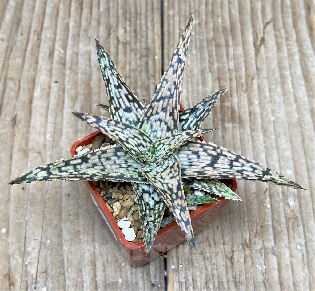 SHP15604 Aloe hybrid - Image 2