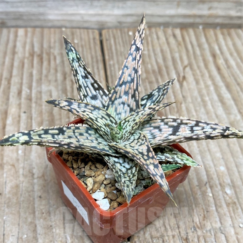 SHP15604 Aloe hybrid