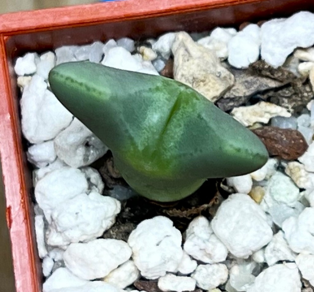 SHP15664 Conophytum bilobum f. pink - immagine 2