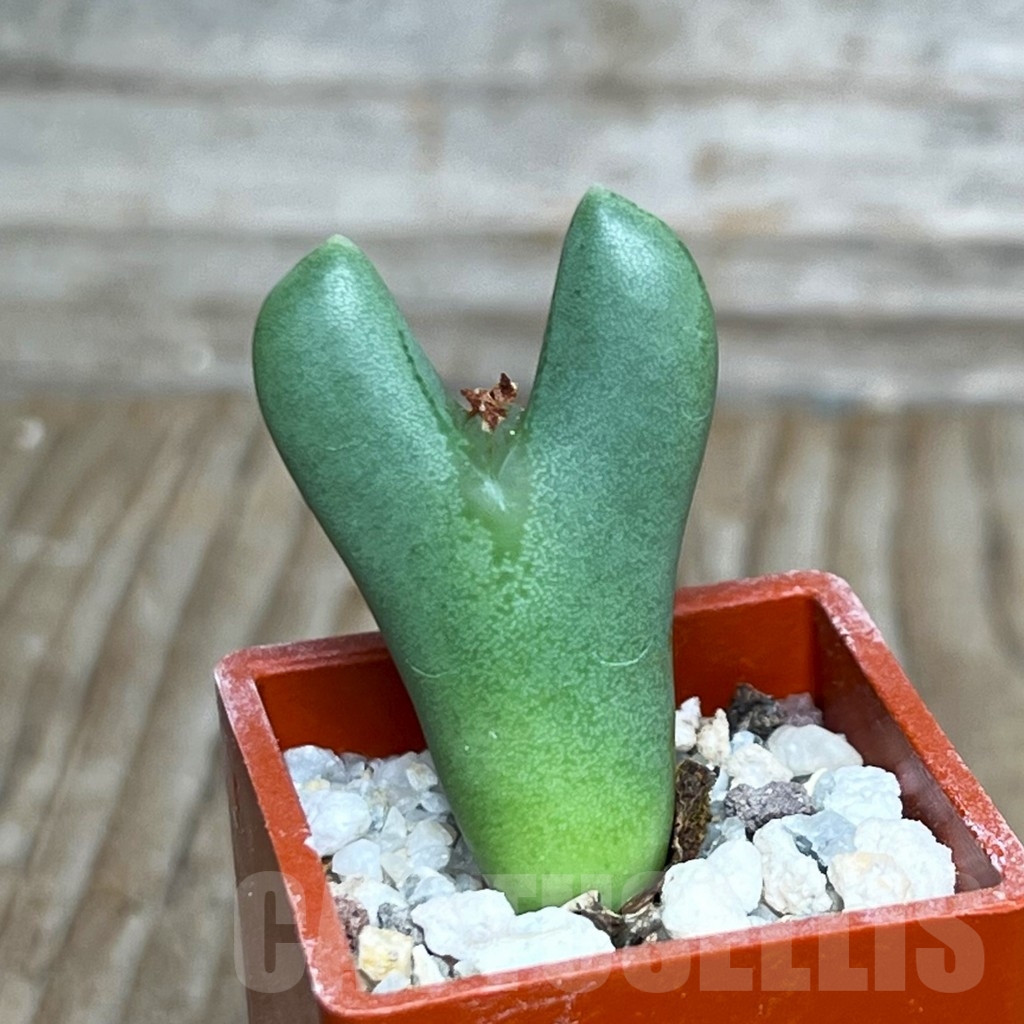SHP15665 Conophytum bilobum f. pink
