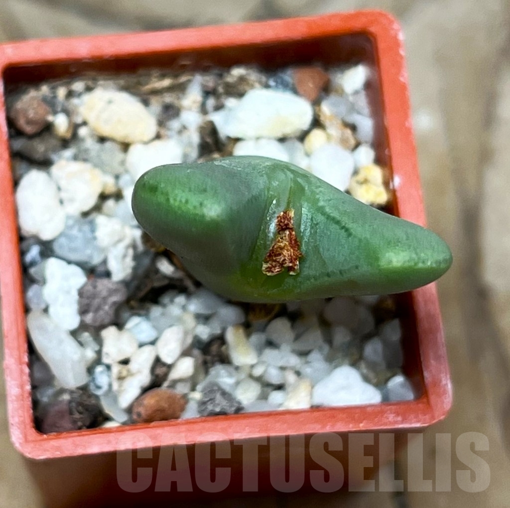 SHP15665 Conophytum bilobum f. pink – Image 2