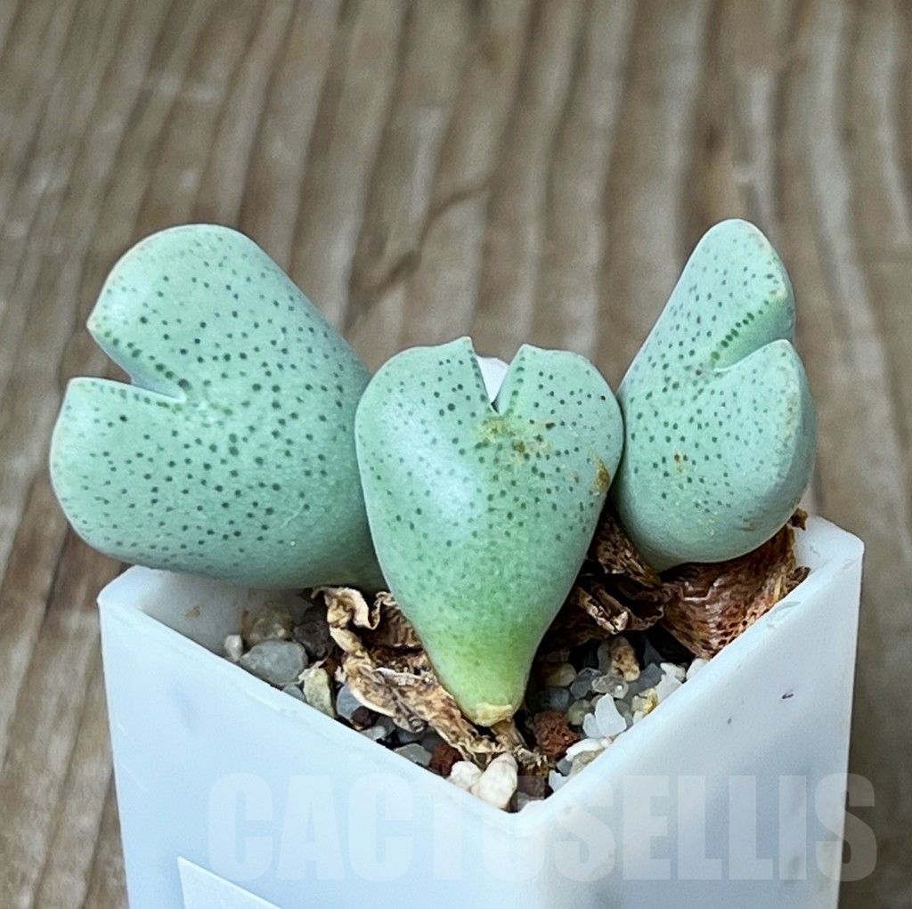 SHP15668 Conophytum taylorianum ssp. ernianum MG 1456.1