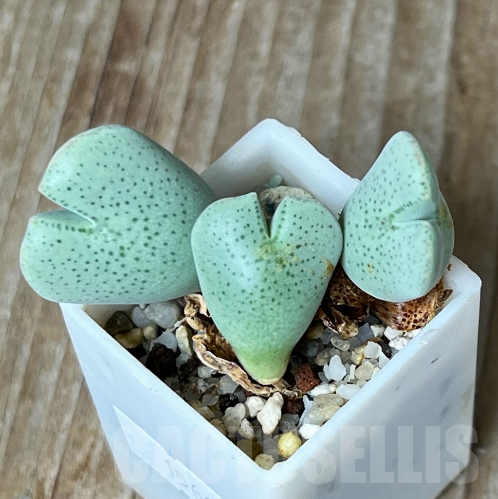 SHP15668 Conophytum taylorianum ssp. ernianum MG 1456.1 - immagine 2