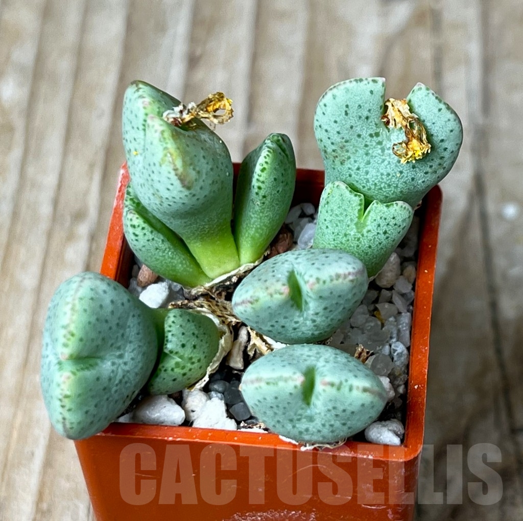 SHP15670 Conophytum taylorianum ssp. ernianum C2 - immagine 2