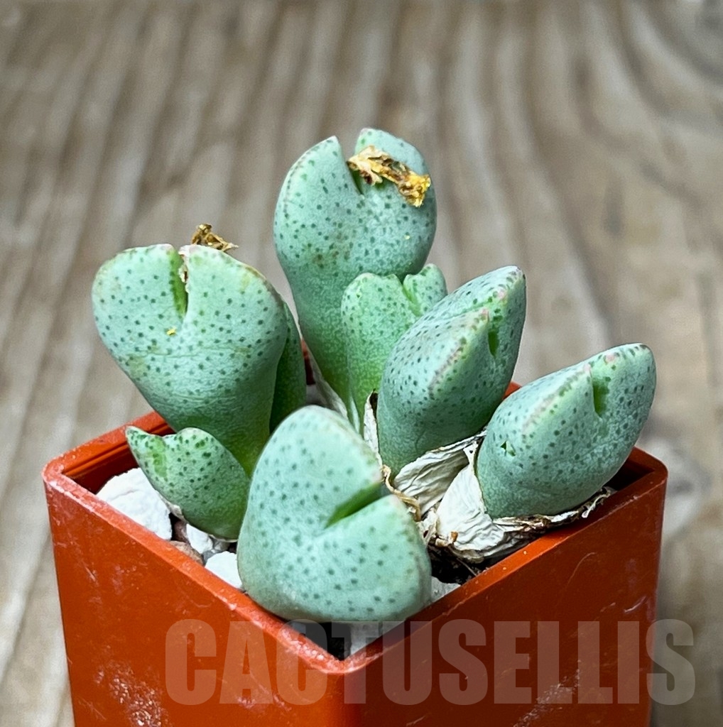 SHP15670 Conophytum taylorianum ssp. ernianum C2