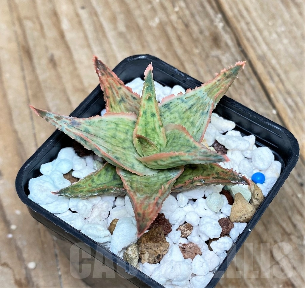 SHP15611 Aloe hybrid