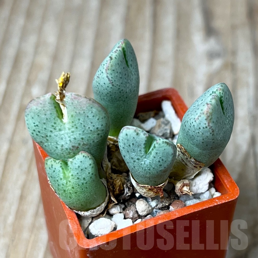 SHP15671 Conophytum taylorianum ssp. ernianum C2