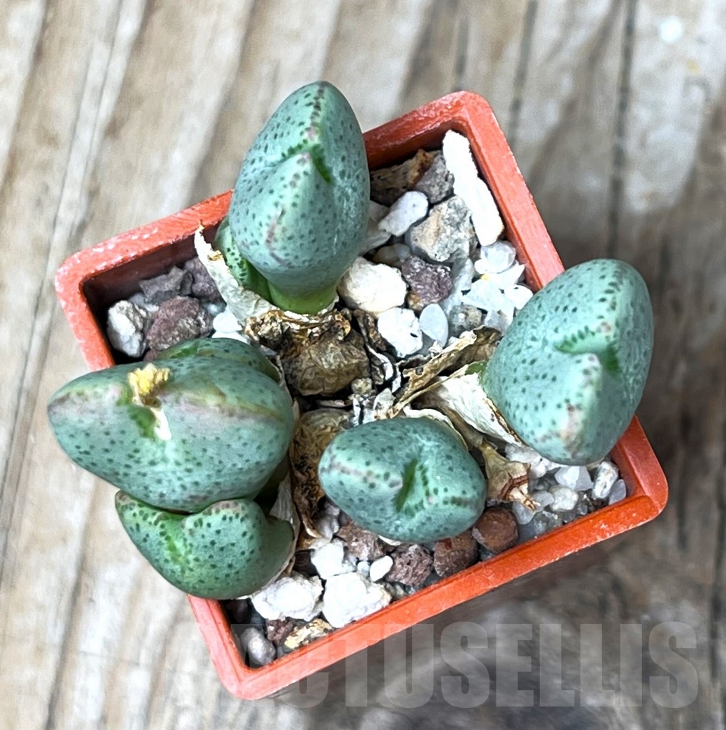 SHP15671 Conophytum taylorianum ssp. ernianum C2 - Image 2