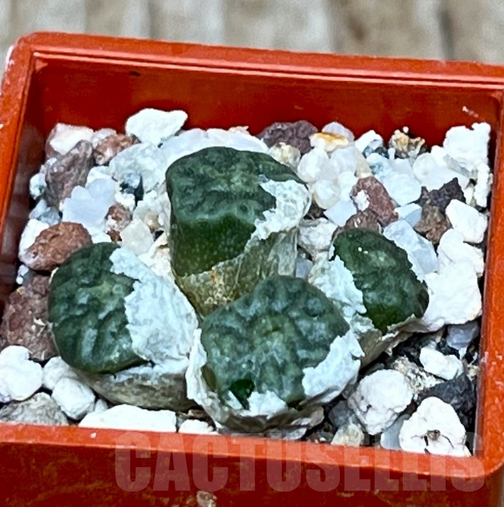 SHP15674 Conophytum angelicae v. tetragonum
