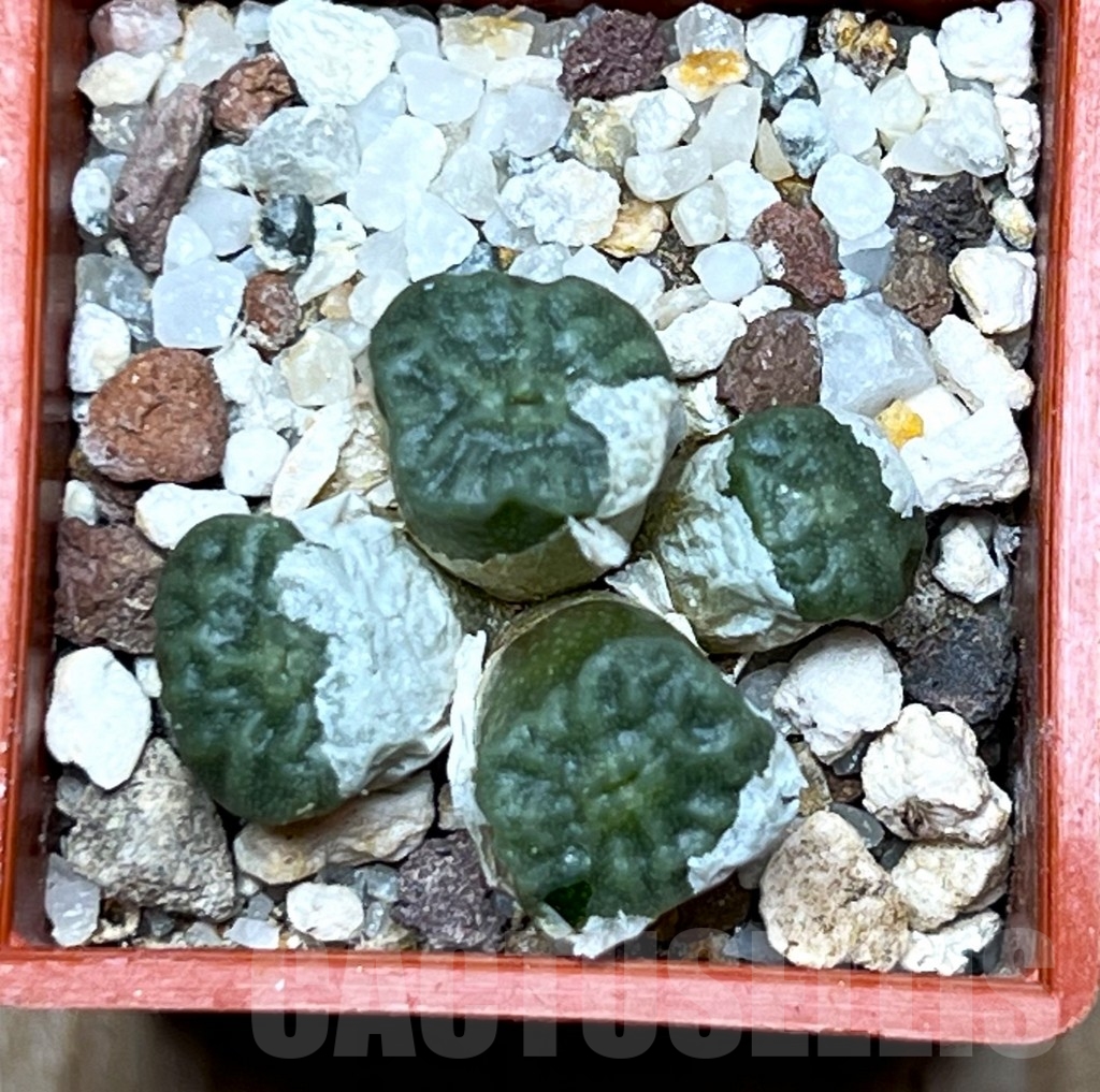 SHP15674 Conophytum angelicae v. tetragonum - 画像 (2)