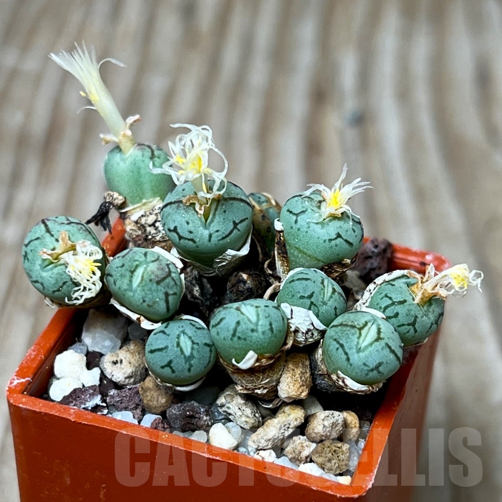 SHP15680 Conophytum obcordellum 'lambertense' COP 136