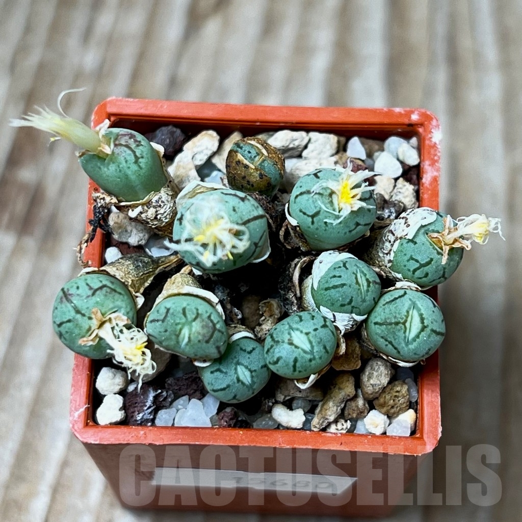 SHP15680 Conophytum obcordellum 'lambertense' COP 136 - immagine 2