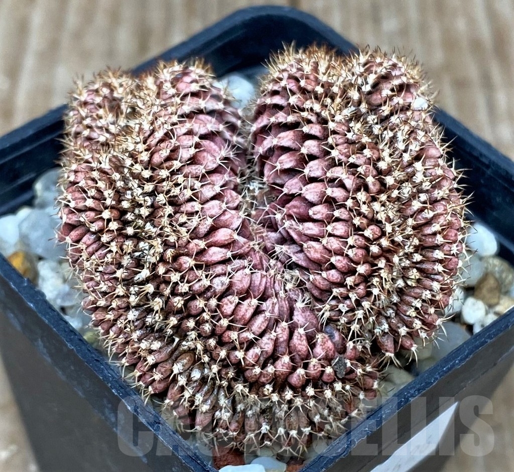 SHPR15626 Gymnocalycium mihanovichii f. cristata - Image 2