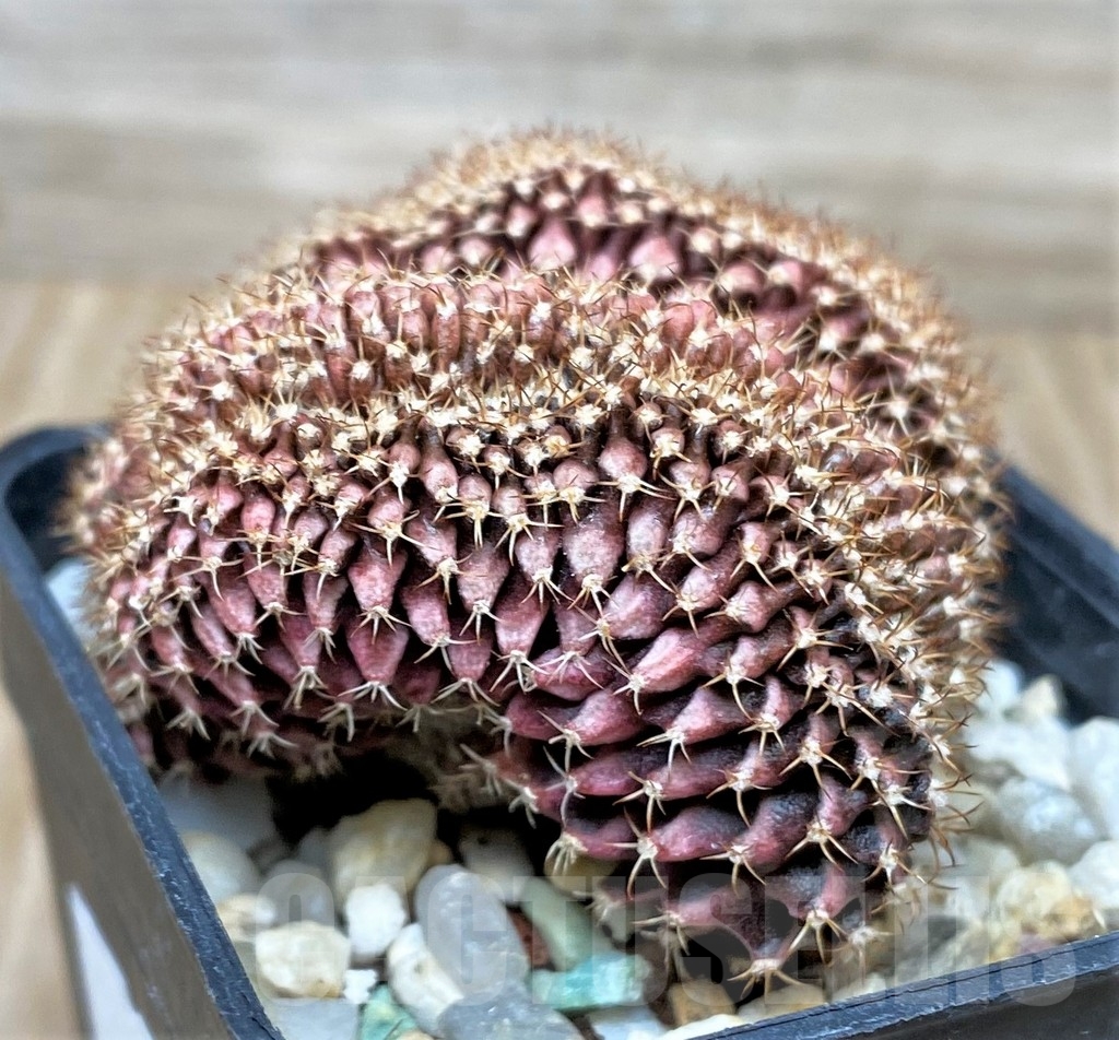 SHPR15626 Gymnocalycium mihanovichii f. cristata