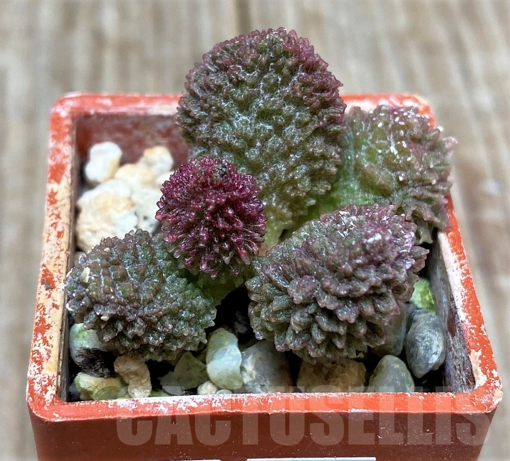 SHPR15630 Adromischus marianiae v. herrei -KoreiKammbe-