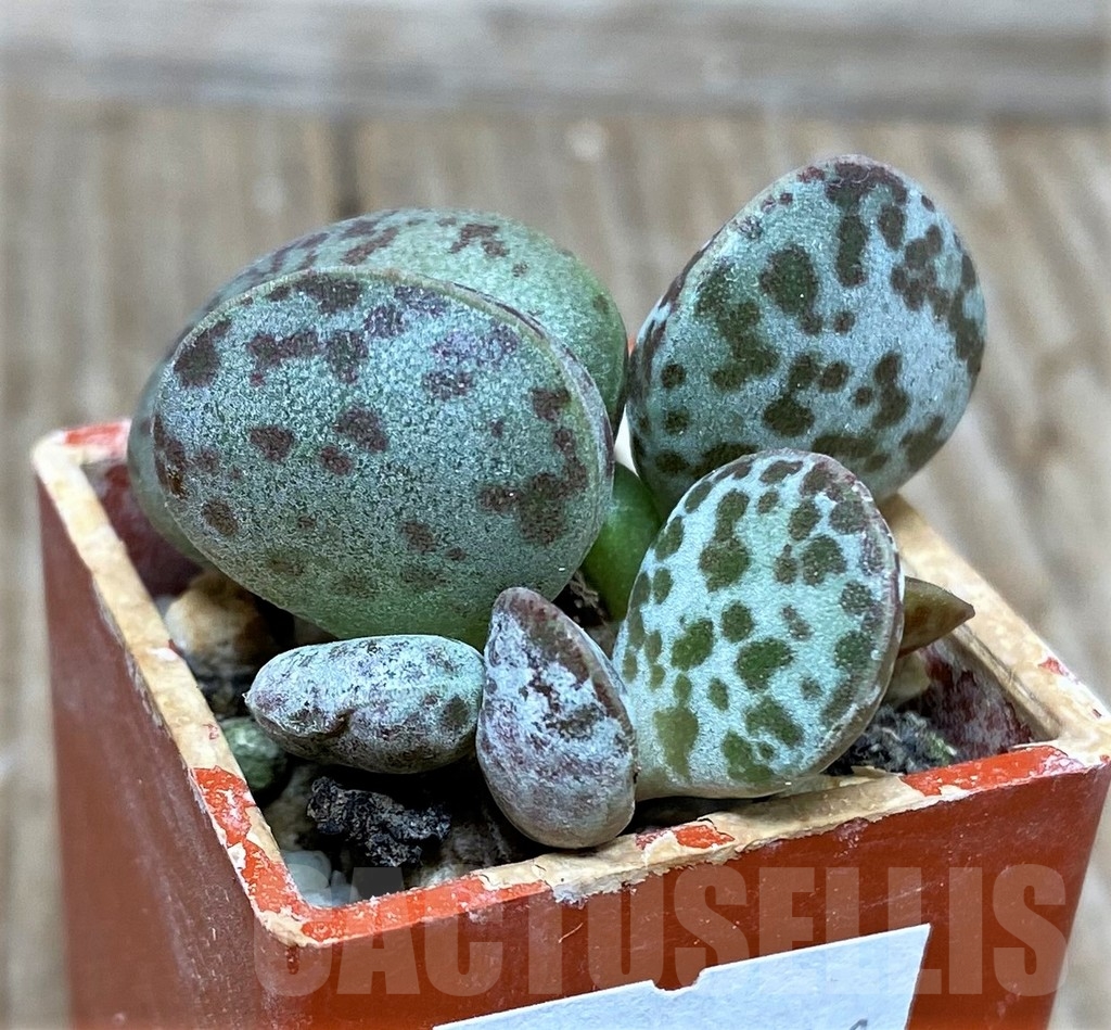 SHPR15631 Adromischus marianae v. hallii CR 1235 -Ne Skimmelberd-