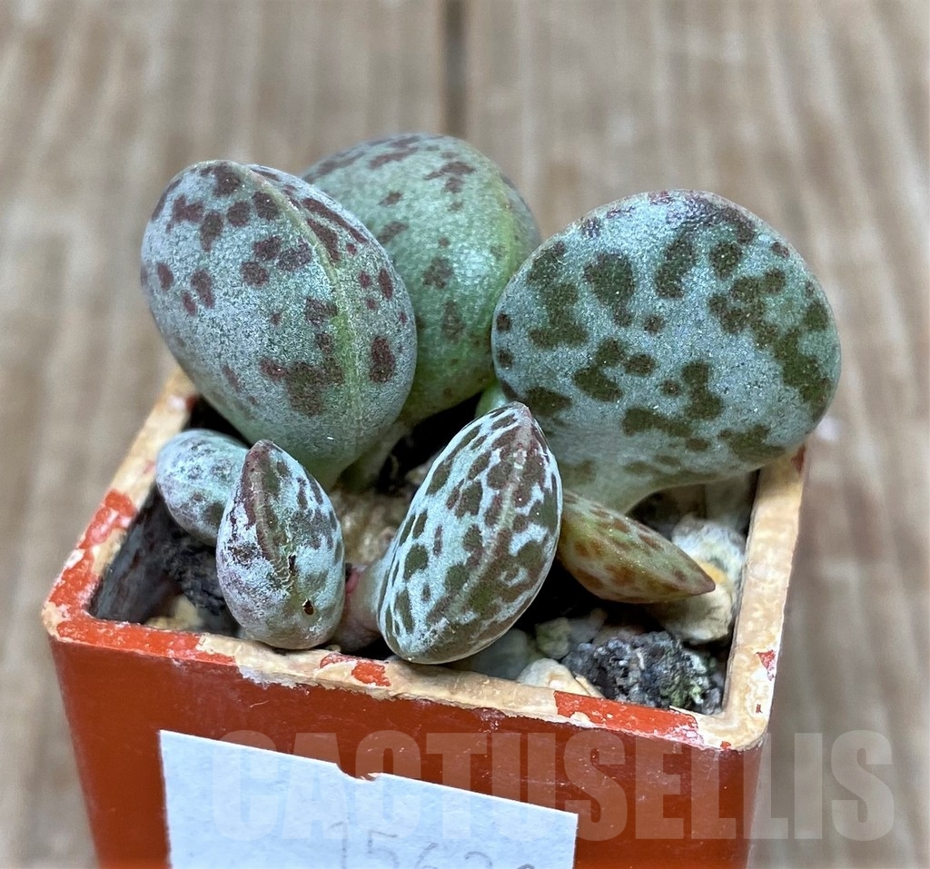 SHPR15631 Adromischus marianae v. hallii CR 1235 -Ne Skimmelberd- - Image 2