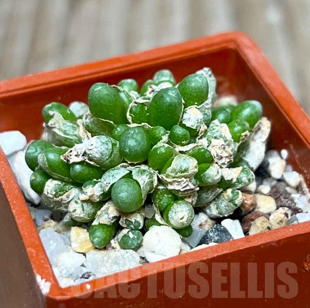 SHP15692 Conophytum saxetanum