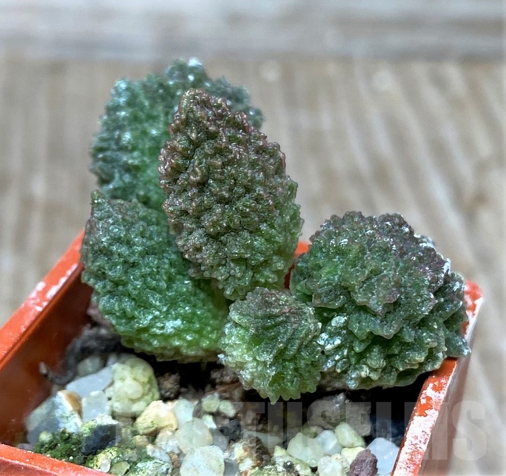 SHPR15641 Adromischus marianiae v. herrei 'Red Coral'