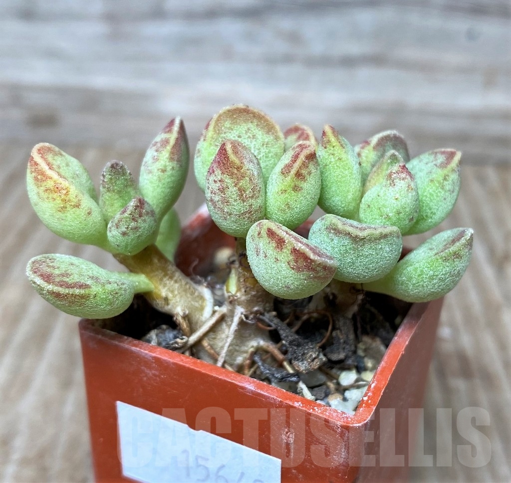 SHPR15642 Adromischus marianiae -EVJ S.N. Uitspankraal- - Obrázek 2