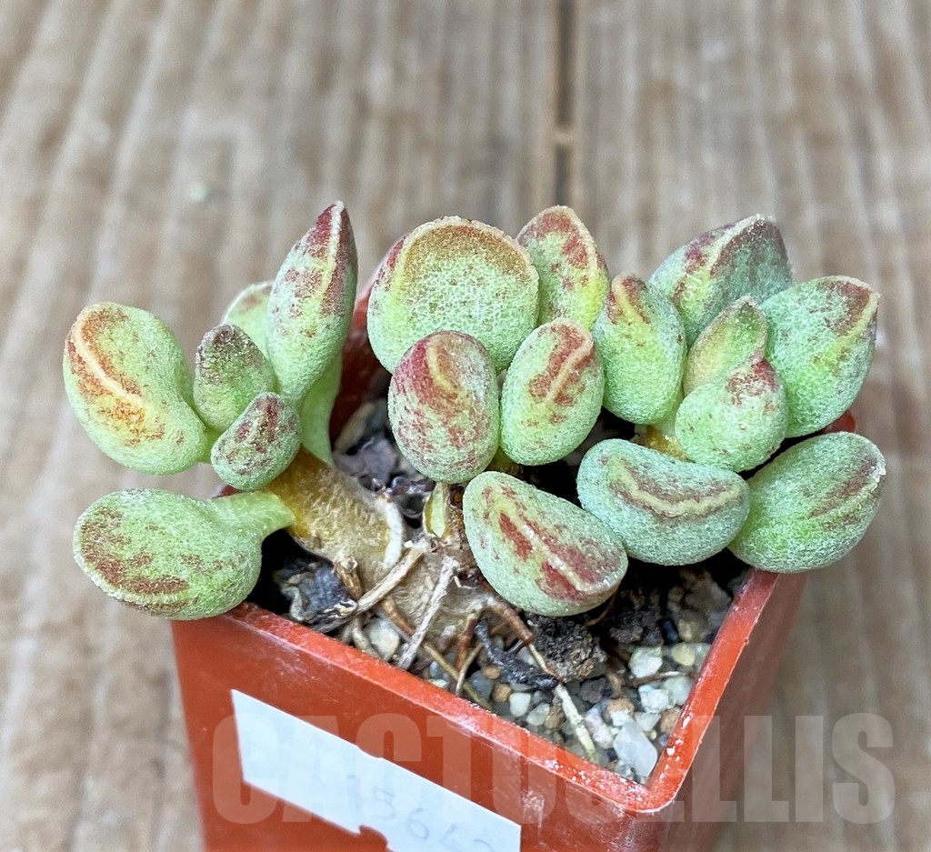 SHPR15642 Adromischus marianiae -EVJ S.N. Uitspankraal-